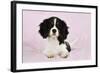 Cavalier King Charles Spaniel Puppy Lying-null-Framed Photographic Print