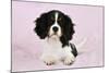 Cavalier King Charles Spaniel Puppy Lying-null-Mounted Photographic Print