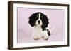 Cavalier King Charles Spaniel Puppy Lying-null-Framed Photographic Print