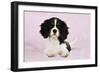 Cavalier King Charles Spaniel Puppy Lying-null-Framed Photographic Print