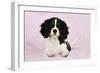 Cavalier King Charles Spaniel Puppy Lying-null-Framed Photographic Print