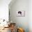 Cavalier King Charles Spaniel Puppy Lying-null-Mounted Photographic Print displayed on a wall