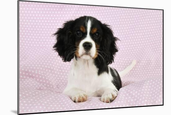 Cavalier King Charles Spaniel Puppy Lying-null-Mounted Photographic Print