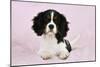 Cavalier King Charles Spaniel Puppy Lying-null-Mounted Photographic Print