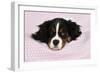 Cavalier King Charles Spaniel Puppy Lying-null-Framed Photographic Print