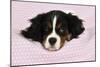 Cavalier King Charles Spaniel Puppy Lying-null-Mounted Photographic Print