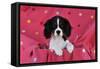 Cavalier King Charles Spaniel Puppy Sitting-null-Framed Stretched Canvas