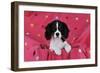 Cavalier King Charles Spaniel Puppy Sitting-null-Framed Photographic Print