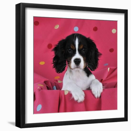 Cavalier King Charles Spaniel Puppy Sitting-null-Framed Photographic Print