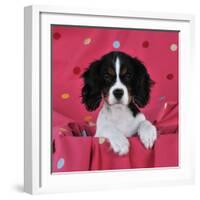 Cavalier King Charles Spaniel Puppy Sitting-null-Framed Photographic Print