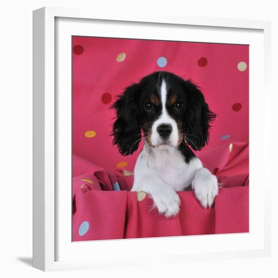 Cavalier King Charles Spaniel Puppy Sitting-null-Framed Photographic Print