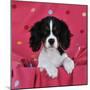 Cavalier King Charles Spaniel Puppy Sitting-null-Mounted Photographic Print