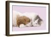 Cavalier King Charles Spaniel Puppy Sleeping-null-Framed Photographic Print