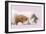 Cavalier King Charles Spaniel Puppy Sleeping-null-Framed Photographic Print