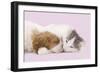 Cavalier King Charles Spaniel Puppy Sleeping-null-Framed Photographic Print