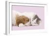 Cavalier King Charles Spaniel Puppy Sleeping-null-Framed Photographic Print