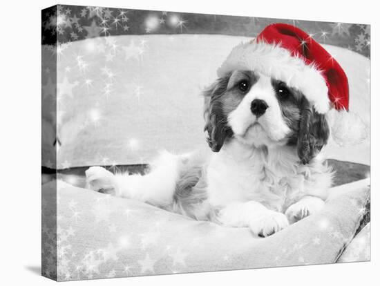 Cavalier King Charles Spaniel Puppy Wearing-null-Stretched Canvas