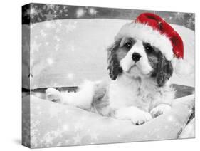 Cavalier King Charles Spaniel Puppy Wearing-null-Stretched Canvas