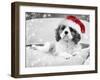 Cavalier King Charles Spaniel Puppy Wearing-null-Framed Photographic Print
