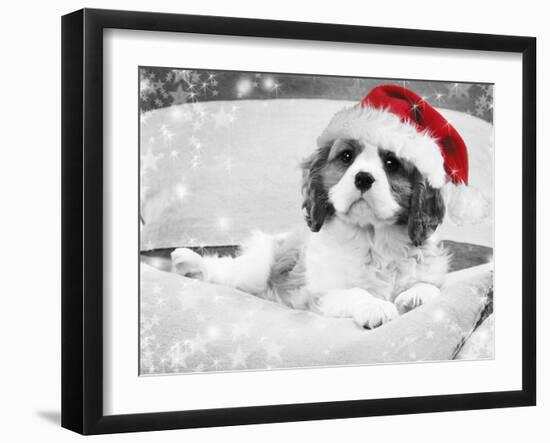 Cavalier King Charles Spaniel Puppy Wearing-null-Framed Photographic Print