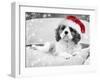 Cavalier King Charles Spaniel Puppy Wearing-null-Framed Photographic Print