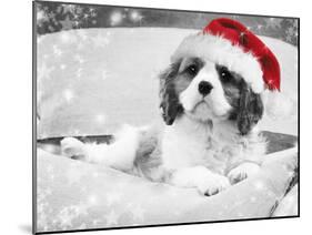 Cavalier King Charles Spaniel Puppy Wearing-null-Mounted Photographic Print