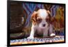 Cavalier King Charles Spaniel Puppy-Zandria Muench Beraldo-Framed Photographic Print