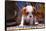 Cavalier King Charles Spaniel Puppy-Zandria Muench Beraldo-Framed Stretched Canvas