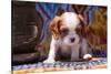 Cavalier King Charles Spaniel Puppy-Zandria Muench Beraldo-Stretched Canvas