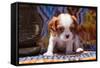 Cavalier King Charles Spaniel Puppy-Zandria Muench Beraldo-Framed Stretched Canvas