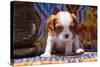 Cavalier King Charles Spaniel Puppy-Zandria Muench Beraldo-Stretched Canvas