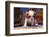 Cavalier King Charles Spaniel Puppy-Zandria Muench Beraldo-Framed Photographic Print