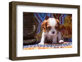 Cavalier King Charles Spaniel Puppy-Zandria Muench Beraldo-Framed Photographic Print