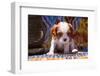 Cavalier King Charles Spaniel Puppy-Zandria Muench Beraldo-Framed Photographic Print