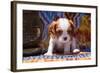 Cavalier King Charles Spaniel Puppy-Zandria Muench Beraldo-Framed Photographic Print