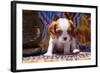 Cavalier King Charles Spaniel Puppy-Zandria Muench Beraldo-Framed Photographic Print