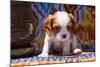 Cavalier King Charles Spaniel Puppy-Zandria Muench Beraldo-Mounted Photographic Print