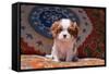 Cavalier King Charles Spaniel Puppy-Zandria Muench Beraldo-Framed Stretched Canvas