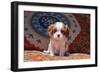 Cavalier King Charles Spaniel Puppy-Zandria Muench Beraldo-Framed Photographic Print