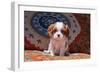 Cavalier King Charles Spaniel Puppy-Zandria Muench Beraldo-Framed Photographic Print