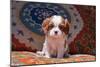 Cavalier King Charles Spaniel Puppy-Zandria Muench Beraldo-Mounted Photographic Print