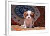 Cavalier King Charles Spaniel Puppy-Zandria Muench Beraldo-Framed Photographic Print