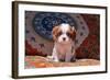 Cavalier King Charles Spaniel Puppy-Zandria Muench Beraldo-Framed Photographic Print