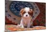 Cavalier King Charles Spaniel Puppy-Zandria Muench Beraldo-Mounted Photographic Print