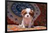 Cavalier King Charles Spaniel Puppy-Zandria Muench Beraldo-Framed Photographic Print