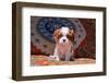 Cavalier King Charles Spaniel Puppy-Zandria Muench Beraldo-Framed Photographic Print