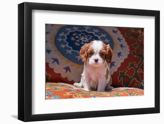 Cavalier King Charles Spaniel Puppy-Zandria Muench Beraldo-Framed Photographic Print