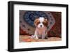 Cavalier King Charles Spaniel Puppy-Zandria Muench Beraldo-Framed Photographic Print