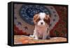 Cavalier King Charles Spaniel Puppy-Zandria Muench Beraldo-Framed Stretched Canvas