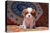 Cavalier King Charles Spaniel Puppy-Zandria Muench Beraldo-Stretched Canvas